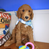 Gulliver Goldendoodle 04