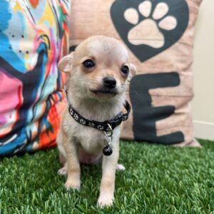 Hatch Chihuhua 01 Hatch Chihuhua 01