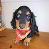 Hiccup Dachshund 01