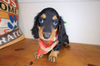 Hiccup Dachshund 01