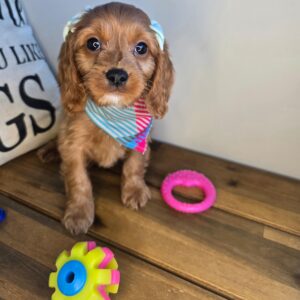 Holly Cavapoo 01