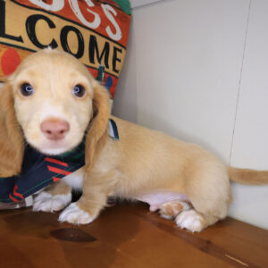 Houdini Dachshund 01