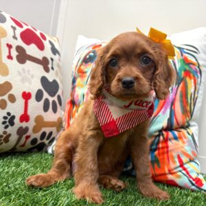 Isis Cavapoo 01 Isis Cavapoo 01