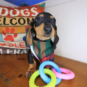 Jamboree Dachshund 01