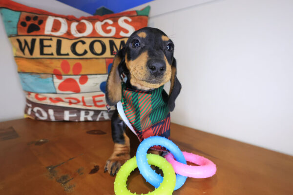 Jamboree Dachshund 01