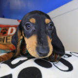 Jamboree Dachshund 02