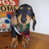 Jamboree Dachshund 03