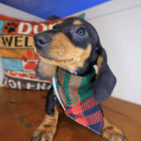 Jamboree Dachshund 04