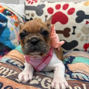 Jamm French Bulldog 01 Jamm French Bulldog 01