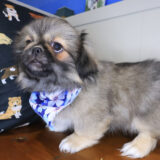 Jewel Pekingese 01