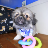 Jewel Pekingese 03