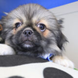 Jewel Pekingese 04