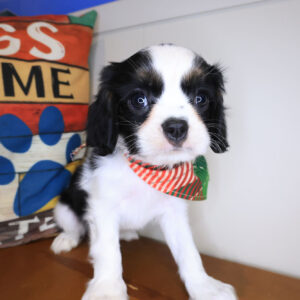 Jiminy Cavalier King Charles Spaniel 01