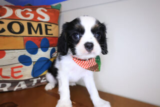 Jiminy Cavalier King Charles Spaniel 01