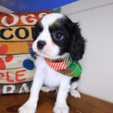 Jiminy Cavalier King Charles Spaniel 02