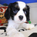 Jiminy Cavalier King Charles Spaniel 03