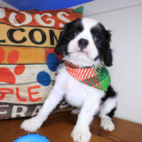 Jiminy Cavalier King Charles Spaniel 04