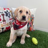 Jock Labrador Retriever 01