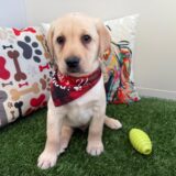 Jock Labrador Retriever 02