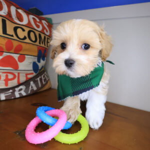 Kaito Maltipoo 01 Kaito Maltipoo 01