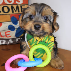 Karma Yorkshire Terrier 01