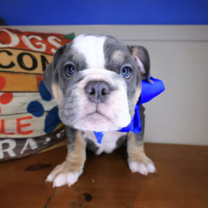 Katie English Bulldog 01