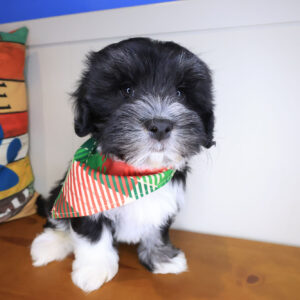 Khalid Havanese 01