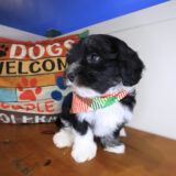 Khalid Havanese 04