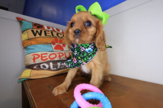 Kirb Cavalier King Charles Spaniel 01