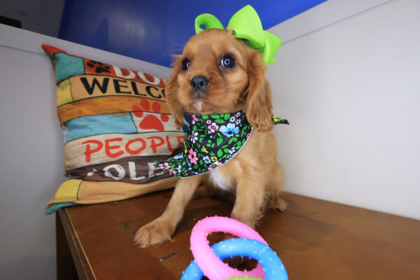 Kirb Cavalier King Charles Spaniel 01