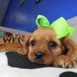 Kirb Cavalier King Charles Spaniel 02