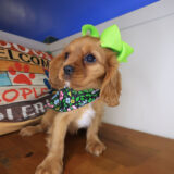 Kirb Cavalier King Charles Spaniel 03