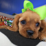 Kirb Cavalier King Charles Spaniel 04