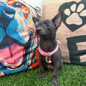 Kita Chihuhua 01 Kita Chihuhua 01