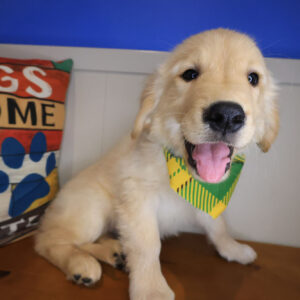 LaStat Golden Retriever 01