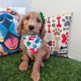 Lady Bug Goldendoodle 01