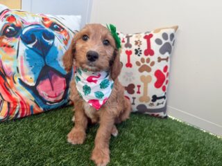 Lady Bug Goldendoodle 01