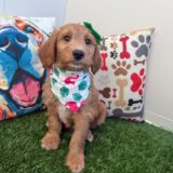 Lady Bug Goldendoodle 02