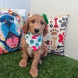 Lady Bug Goldendoodle 03