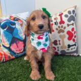 Lady Bug Goldendoodle 04