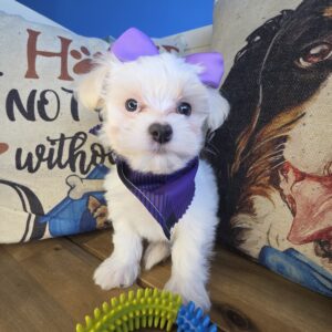 Leafy Maltipoo 01 Leafy Maltipoo 01