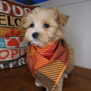 Leonardo Maltipoo 01 Leonardo Maltipoo 01