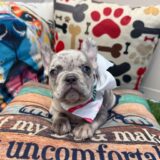 Lilac French Bulldog 01