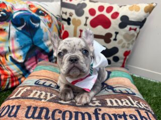 Lilac French Bulldog 01