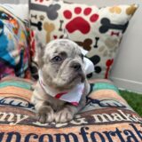 Lilac French Bulldog 04