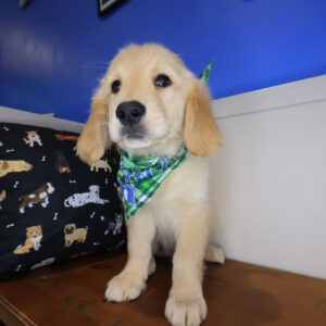 Liora Golden Retriever 01 Liora Golden Retriever 01