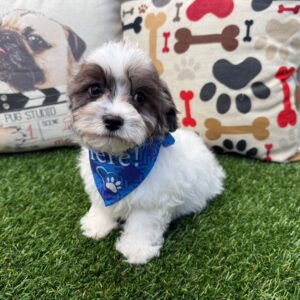 Loki Cavapoo 01 Loki Cavapoo 01