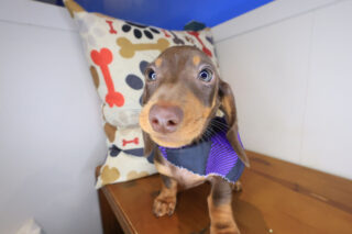 Lord Dachshund 01