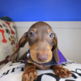 Lord Dachshund 02