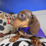 Lord Dachshund 03